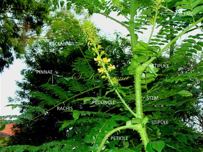   Plant
